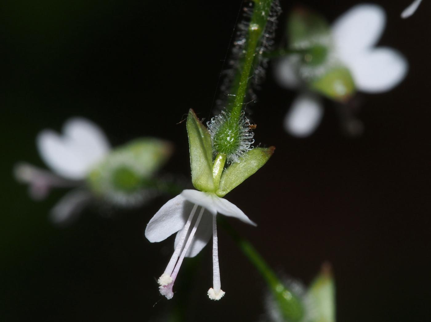 Enchanter's nightshade flower